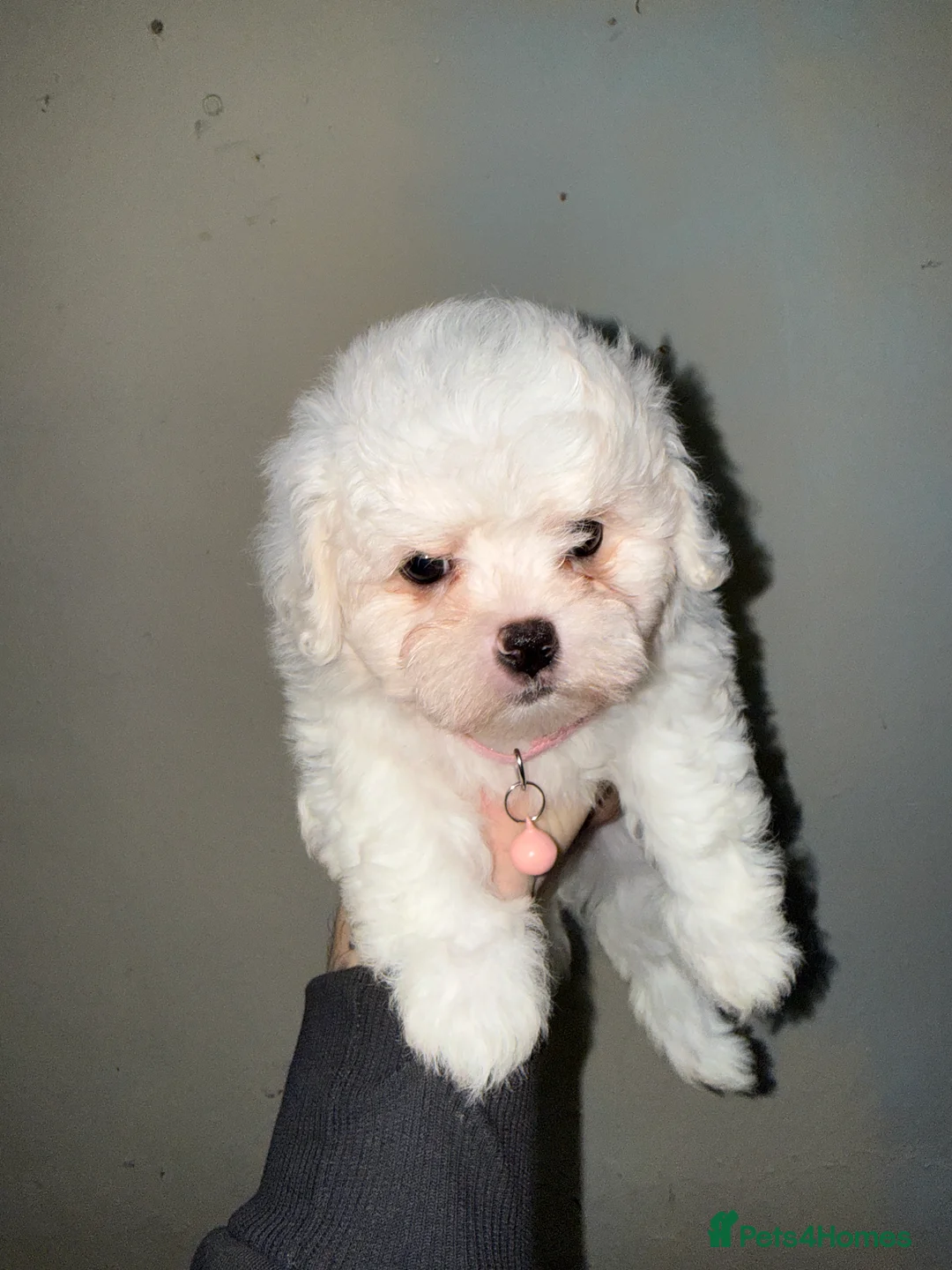 Bichon Frise dogs for sale: 2little bichon frise looking for a new home❤️🩷💚 - Advert 7