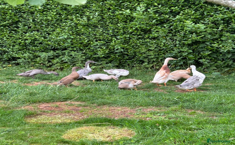 Ducks poultry in Wincanton - Advert 1