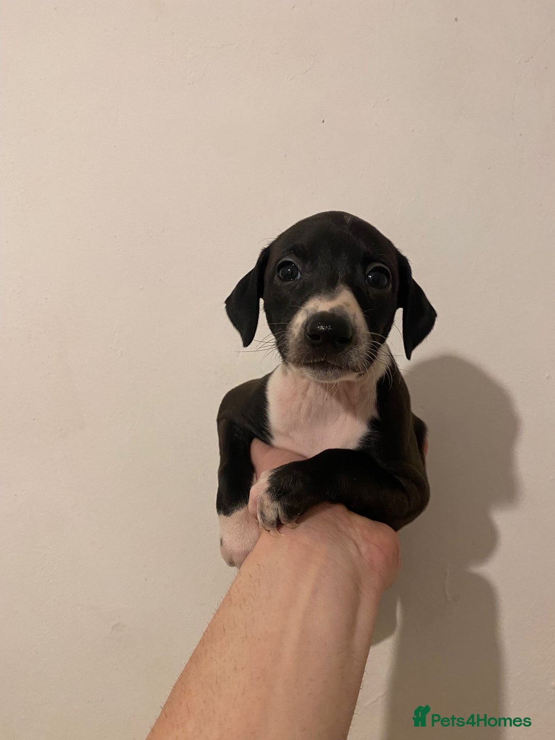 Italian Greyhound dogs for sale: Italian greyhound pups  - Advert 3