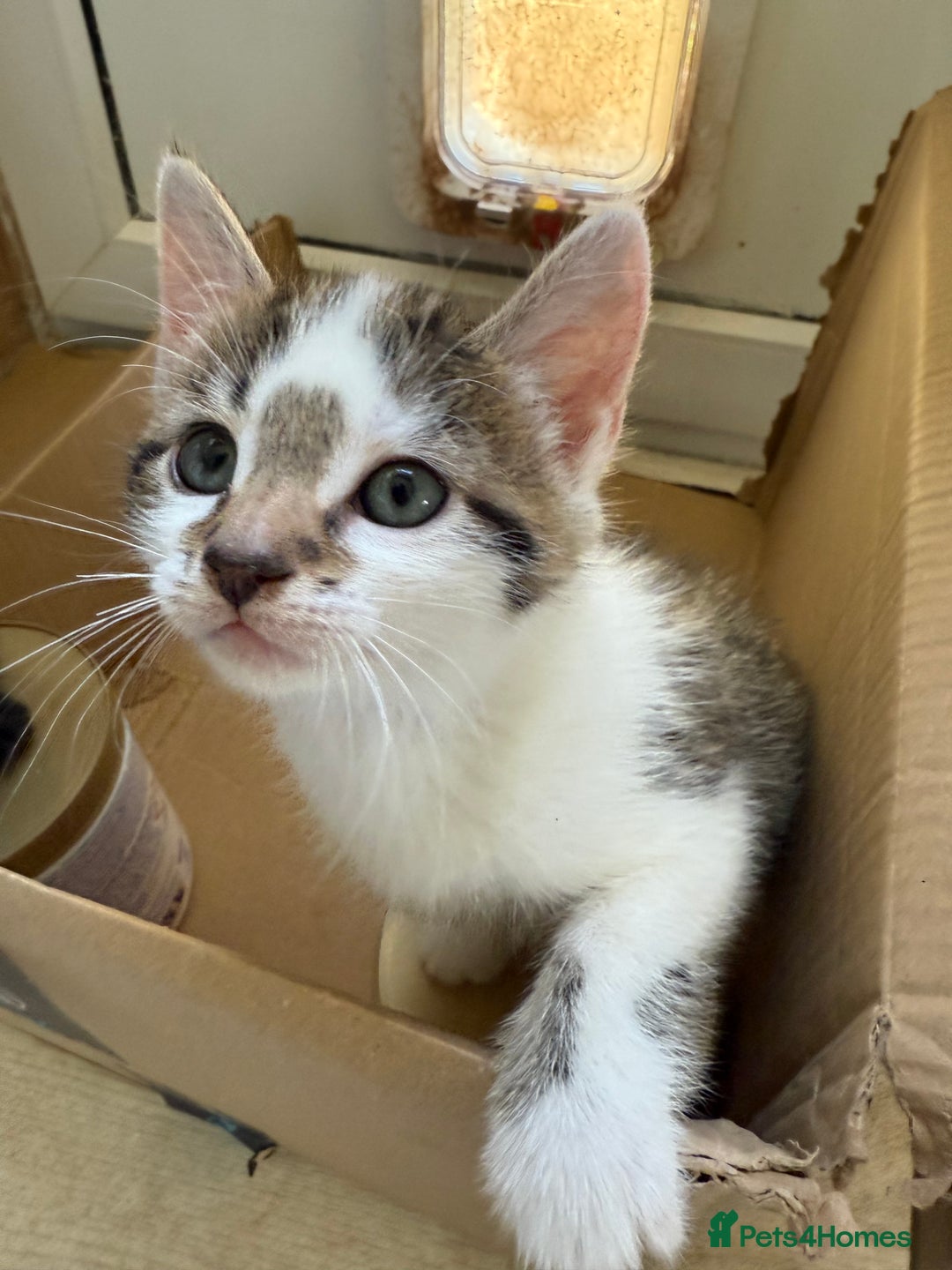 Oriental cats for sale: Super Friendly Little Boy - Image 6