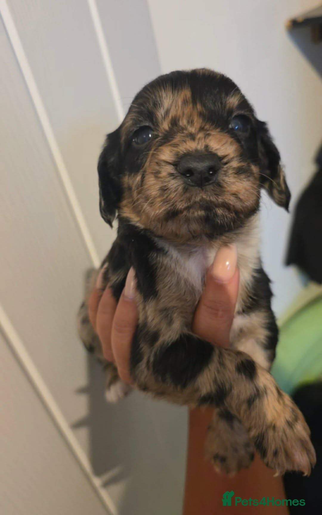 Cocker Spaniel dogs Last merle Cocker Spaniel - REDUCED🐾  - Advert 1