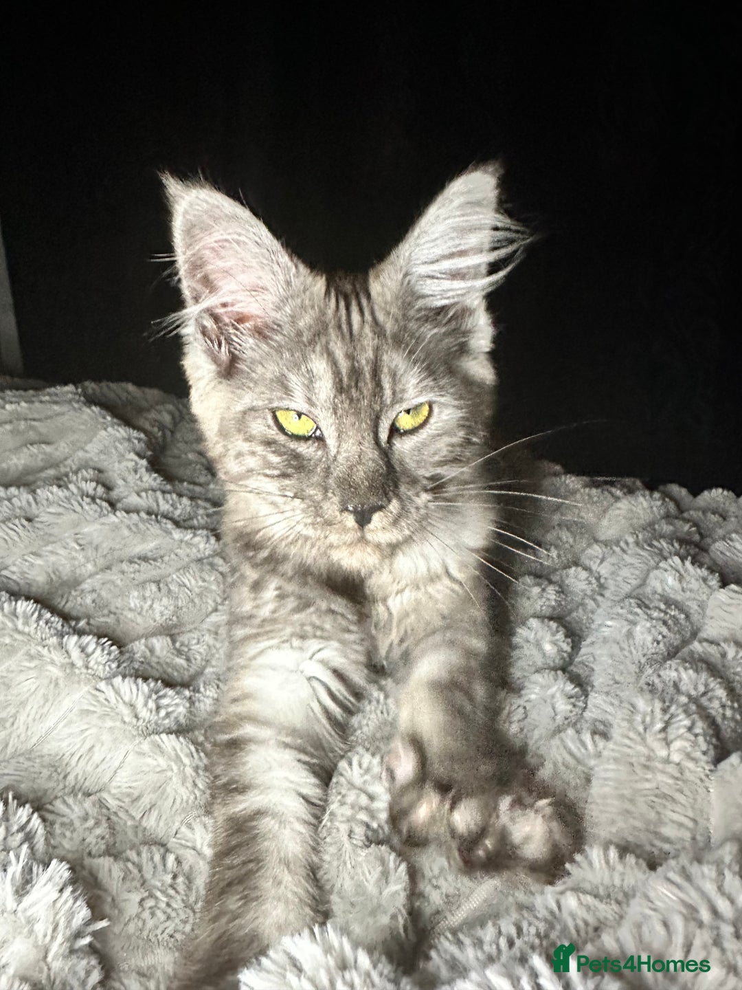 Maine Coon Kittens for sale in Wrexham, Wrexham Principal Area