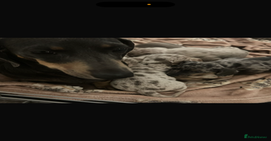 Miniature Dachshund dogs Special delivery 💙💕 - Advert 11