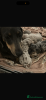 Miniature Dachshund dogs Special delivery 💙💕 - Advert 15