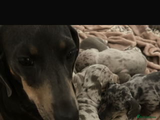 Miniature Dachshund dogs Special delivery 💙 💕 Boy left - Advert 4