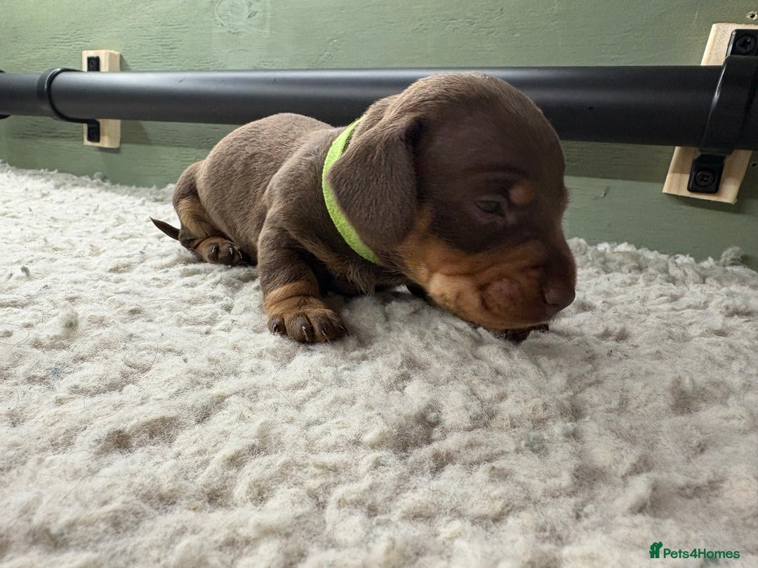 Miniature Dachshund dogs for sale: Miniature dachshund puppies  - Image 22