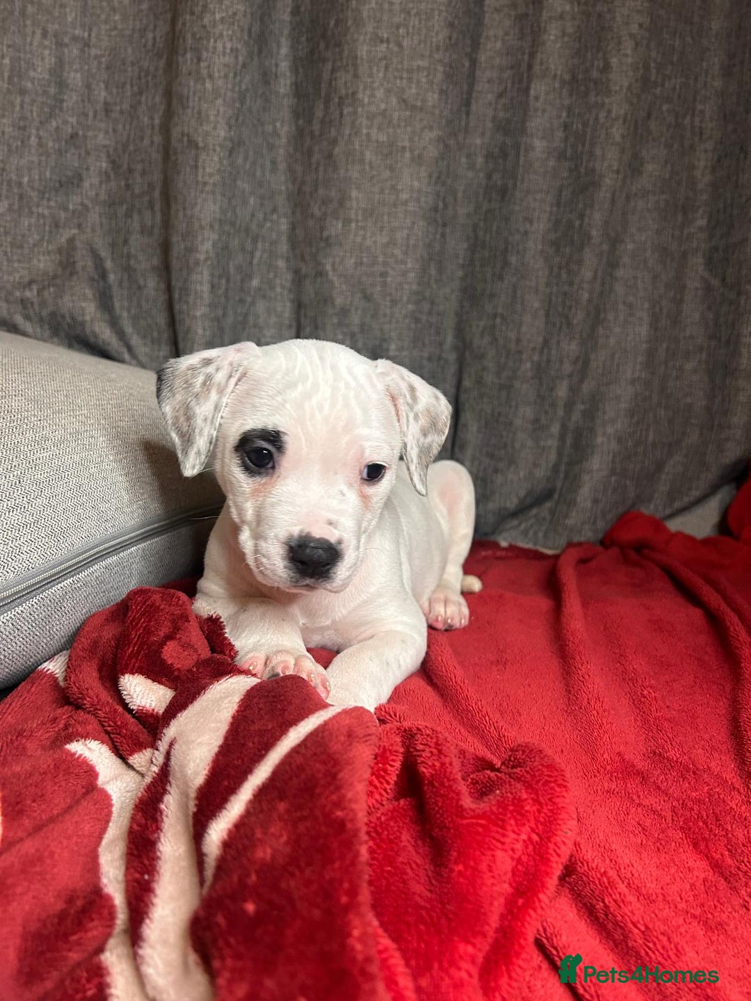 American Bulldog dogs for sale: American Bulldog - Image 2