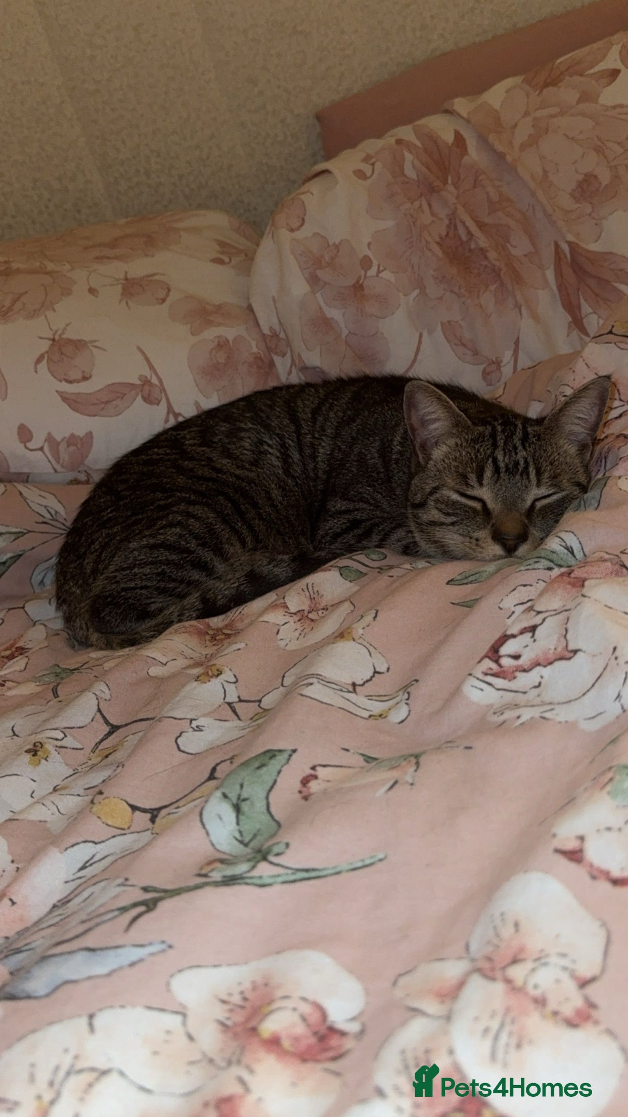 Domestic Shorthair cats Male cat  - Advert 3