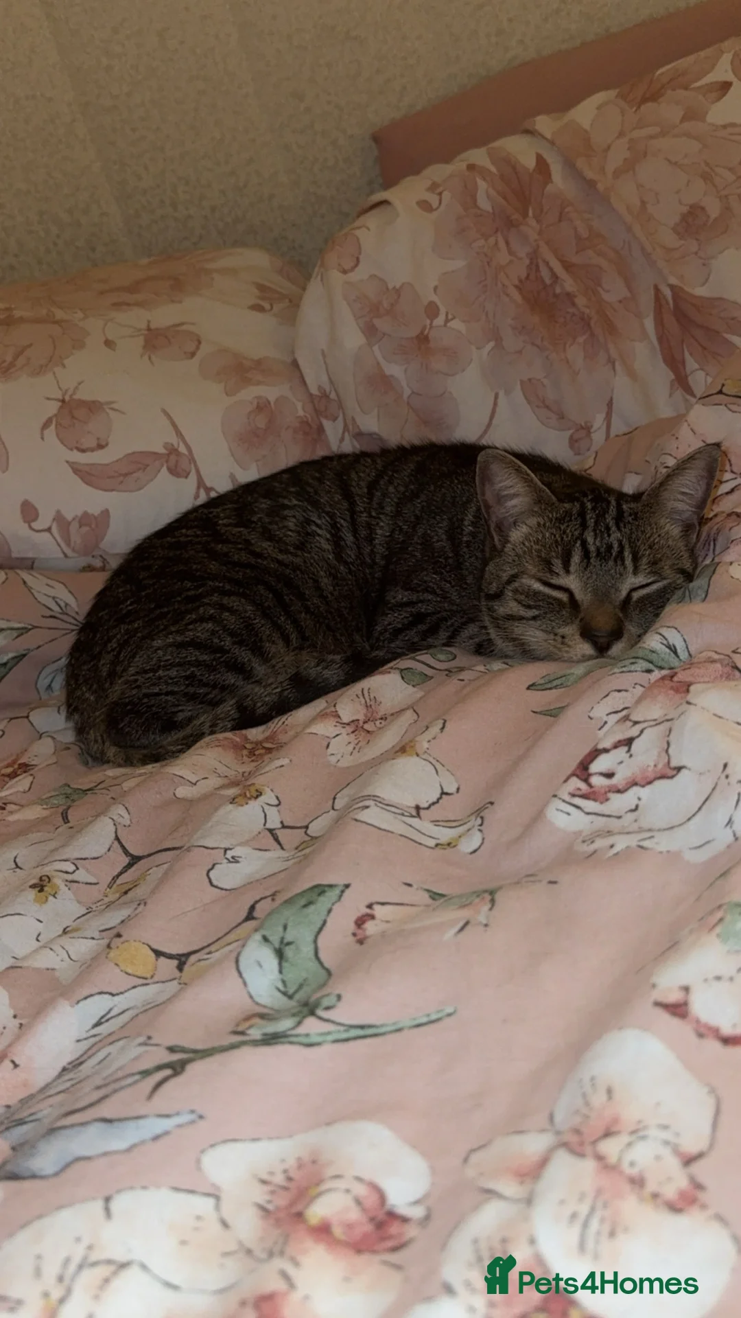 Domestic Shorthair cats for sale: Male cat  - Advert 1