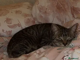 Domestic Shorthair cats Male cat - Advert 2