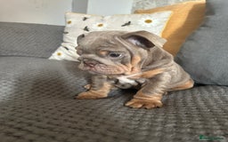 English Bulldog dogs for sale: Lilac and tan miniature female  - Image 5