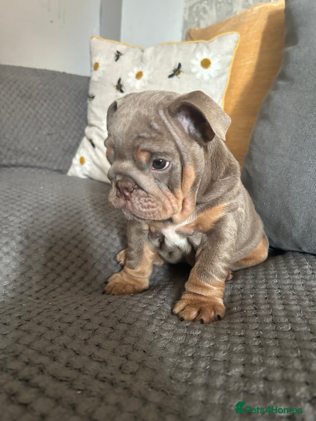 English Bulldog dogs for sale: Lilac and tan miniature female  - Image 5