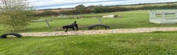 Cane Corso dogs for sale: Bonnie - Advert 9