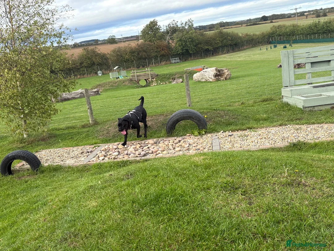 Cane Corso dogs for sale: Bonnie - Advert 9