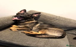 German Shepherd dogs for sale: Female German shepherd - Image 5