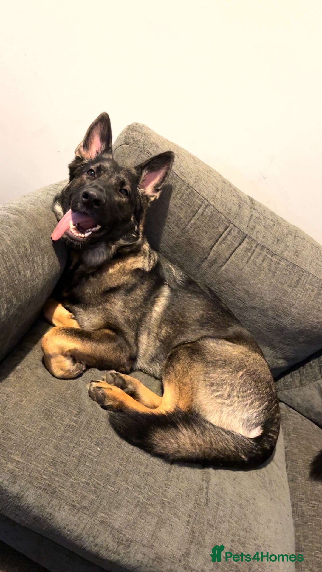 German Shepherd dogs for sale: Female German shepherd - Image 5