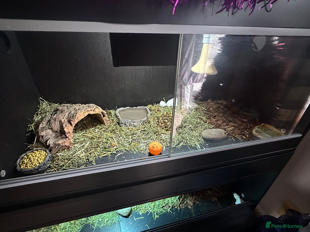 Tortoise reptiles for sale: 3 year old horsfield tortoise brothers for sale  - Advert 4