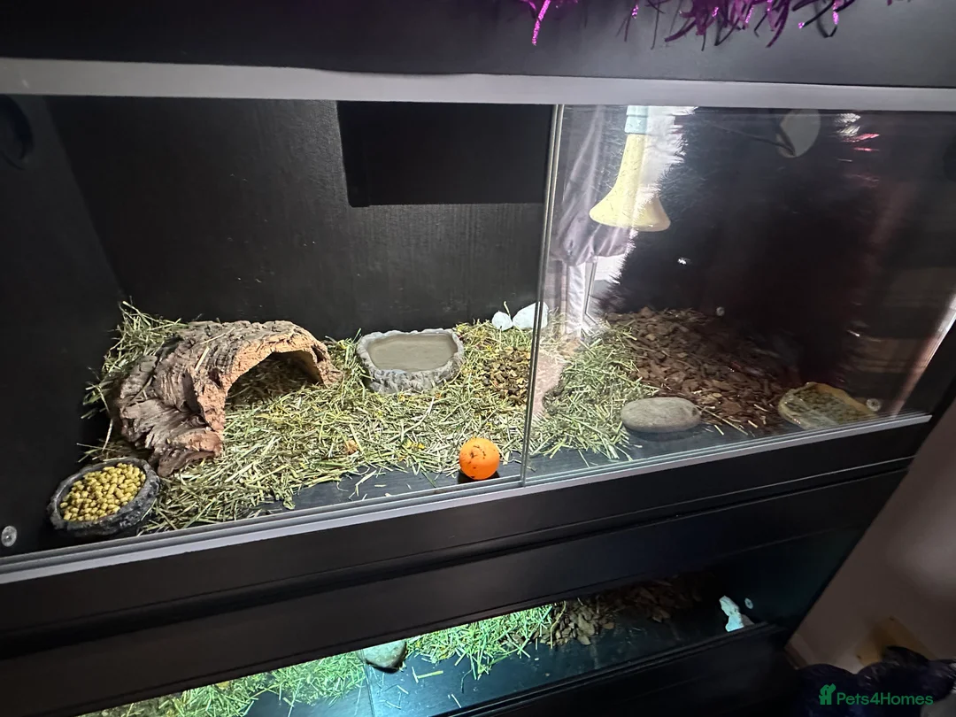 Tortoise reptiles for sale: 3 year old horsfield tortoise brothers for sale  - Advert 4