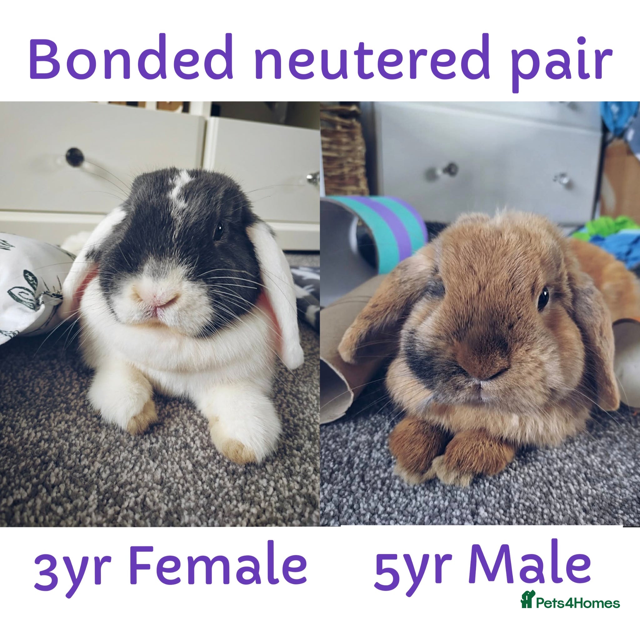 Mini Lop rabbits Bonded Pair of Lop Buns, Male/Female, Neutered - Advert 17