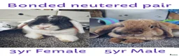 Mini Lop rabbits for sale: Bonded Pair of Lop Buns, Male/Female, Neutered - Advert 1