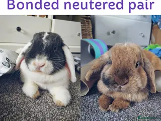 Mini Lop rabbits Bonded Pair of Lop Buns, Male/Female, Neutered - Advert 17