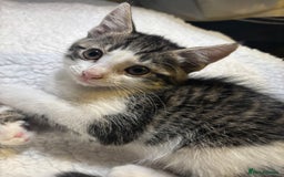 Mixed Breed cats for sale: Fluffy Kittens For Sale  - Image 5