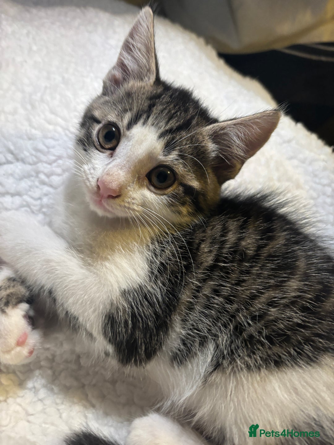 Mixed Breed cats for sale: Fluffy Kittens For Sale  - Image 5