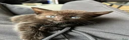 Mixed Breed cats for sale: Beautiful Kittens  - Advert 1
