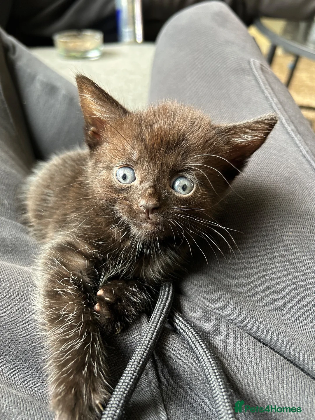 Mixed Breed cats for sale: Beautiful Kittens  - Advert 1
