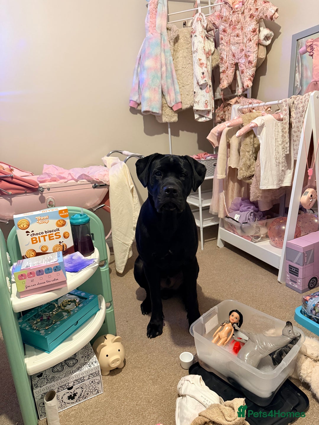 Mixed Breed dogs for sale: 8 month old male cane corso for new loving home - Advert 4