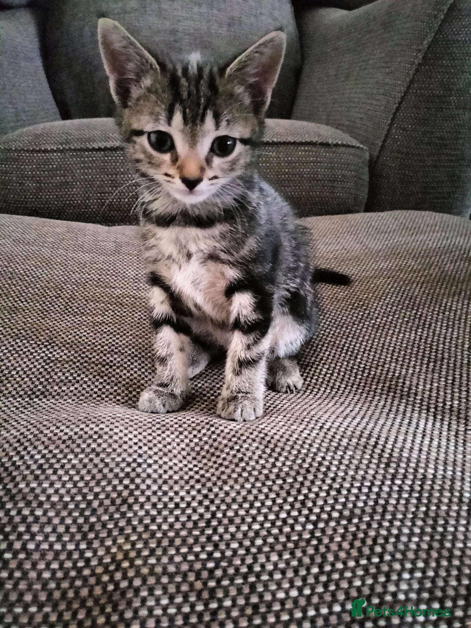 Mixed Breed cats 4 Beautiful fluffy sliver tabby kittens for sale - Advert 15