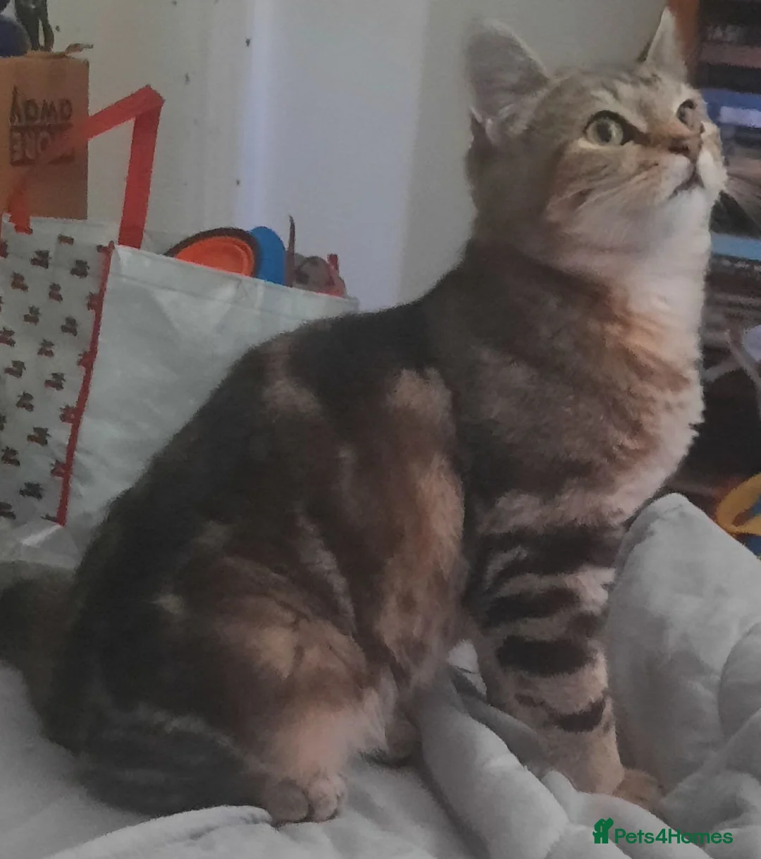 Mixed Breed cats for sale: Sooky Tabby girl looking for her new home - Advert 2