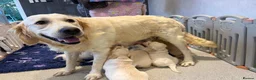 Golden Retriever dogs for sale:     Stunning KC Registered Golden Retriever Pups - Advert 6