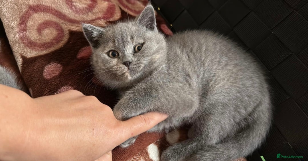 British Shorthair cats for sale: Stunning BSH furry babies all reserved  - Advert 9