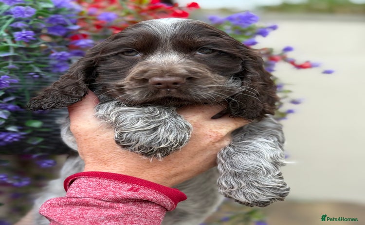 Cocker Spaniel dogs - Advert 14