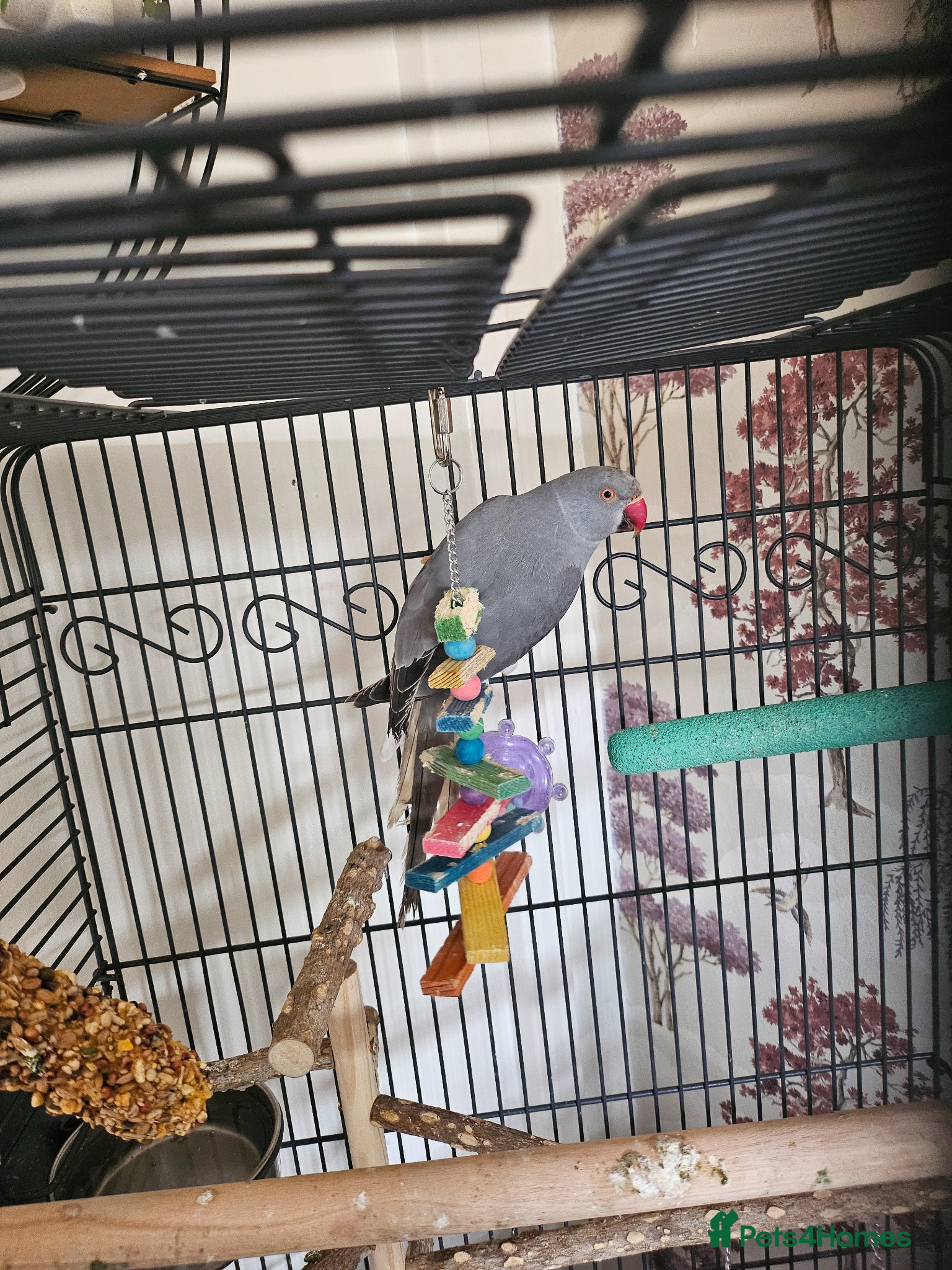 Ringnecks birds Grey ring neck parrot - Advert 10