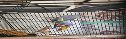Ringnecks birds for sale: Grey ring neck parrot - Advert 1