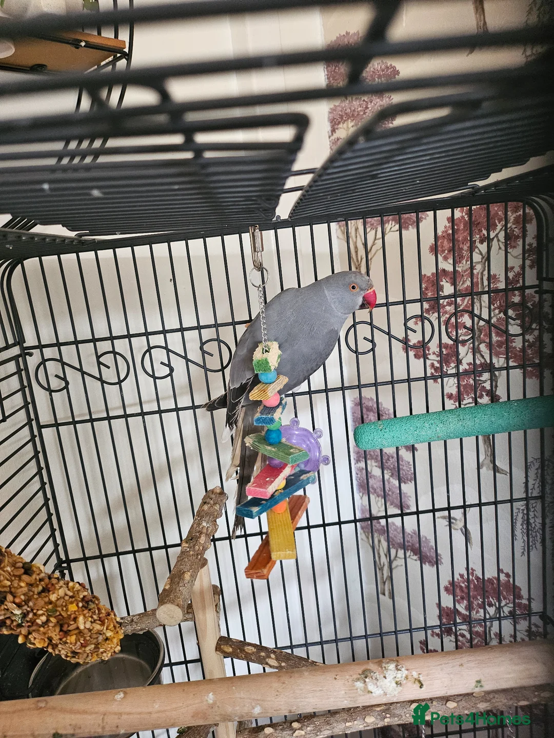 Ringnecks birds for sale: Grey ring neck parrot - Advert 1