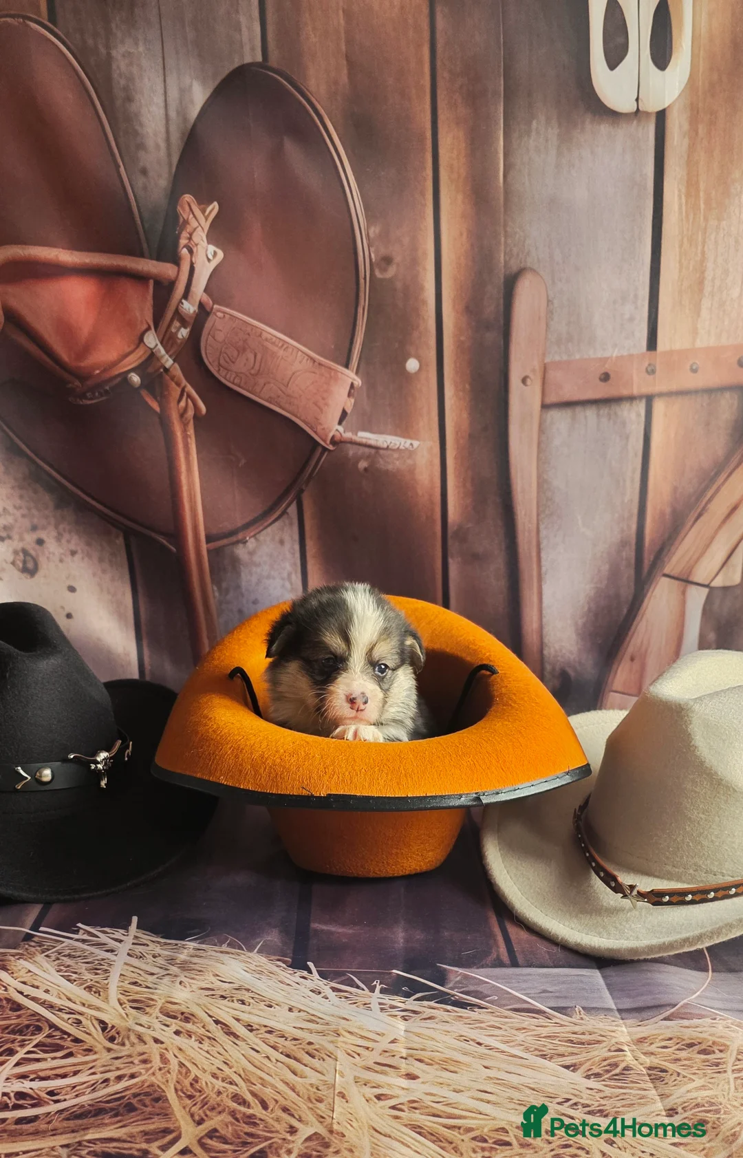 Welsh Corgi Pembroke dogs for sale: Outstanding Welsh Pembroke Corgi Puppies - Advert 25