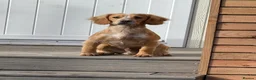 Cocker Spaniel dogs for stud: KC Reg Working Cocker Spaniel – Available at Stud - Advert 1