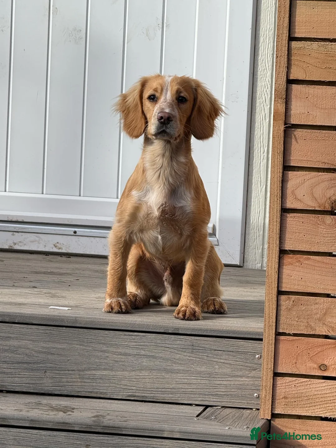 Cocker Spaniel dogs for stud: KC Reg Working Cocker Spaniel – Available at Stud - Advert 1