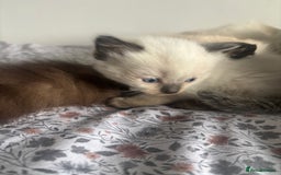 Ragdoll cats for sale: Ragdoll kittens - Image 2