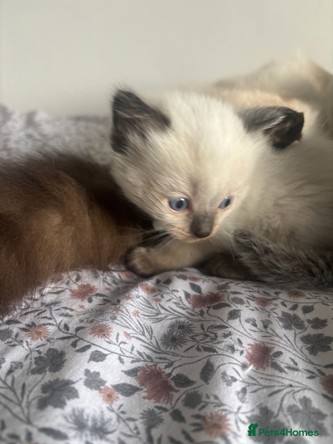 Ragdoll cats for sale: Ragdoll kittens - Image 2