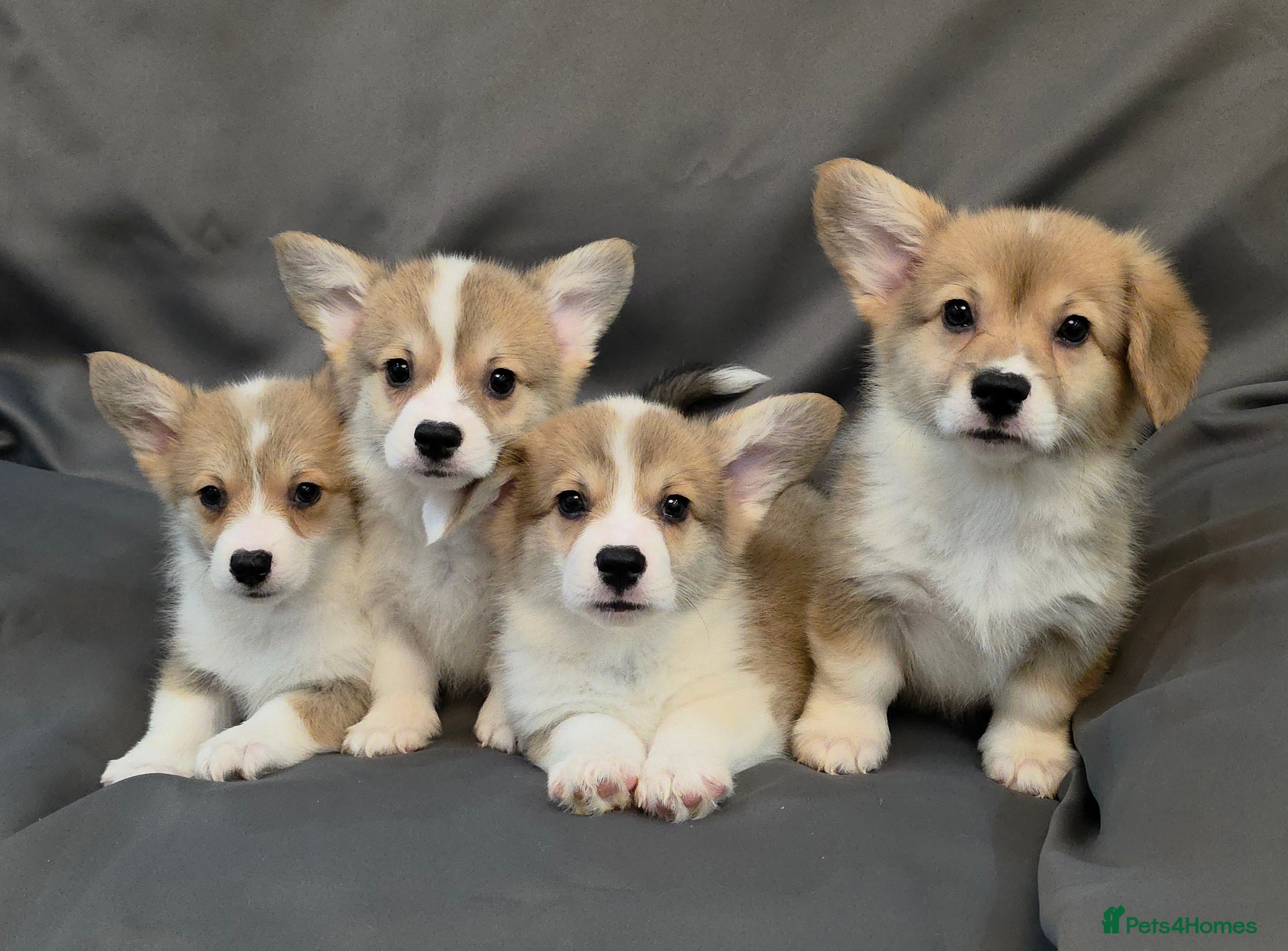 Welsh Corgi Pembroke dogs 33rd Generation KC Mixed Tail Pembroke Corgi Pups - Advert 3