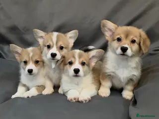 Welsh Corgi Pembroke dogs 33rd Generation KC Mixed Tail Pembroke Corgi Pups - Advert 3