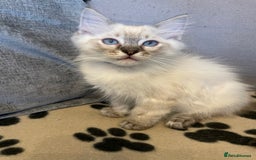 Ragdoll cats for sale: Ragdoll Kittens one girl one boy READY NOW  - Image 3