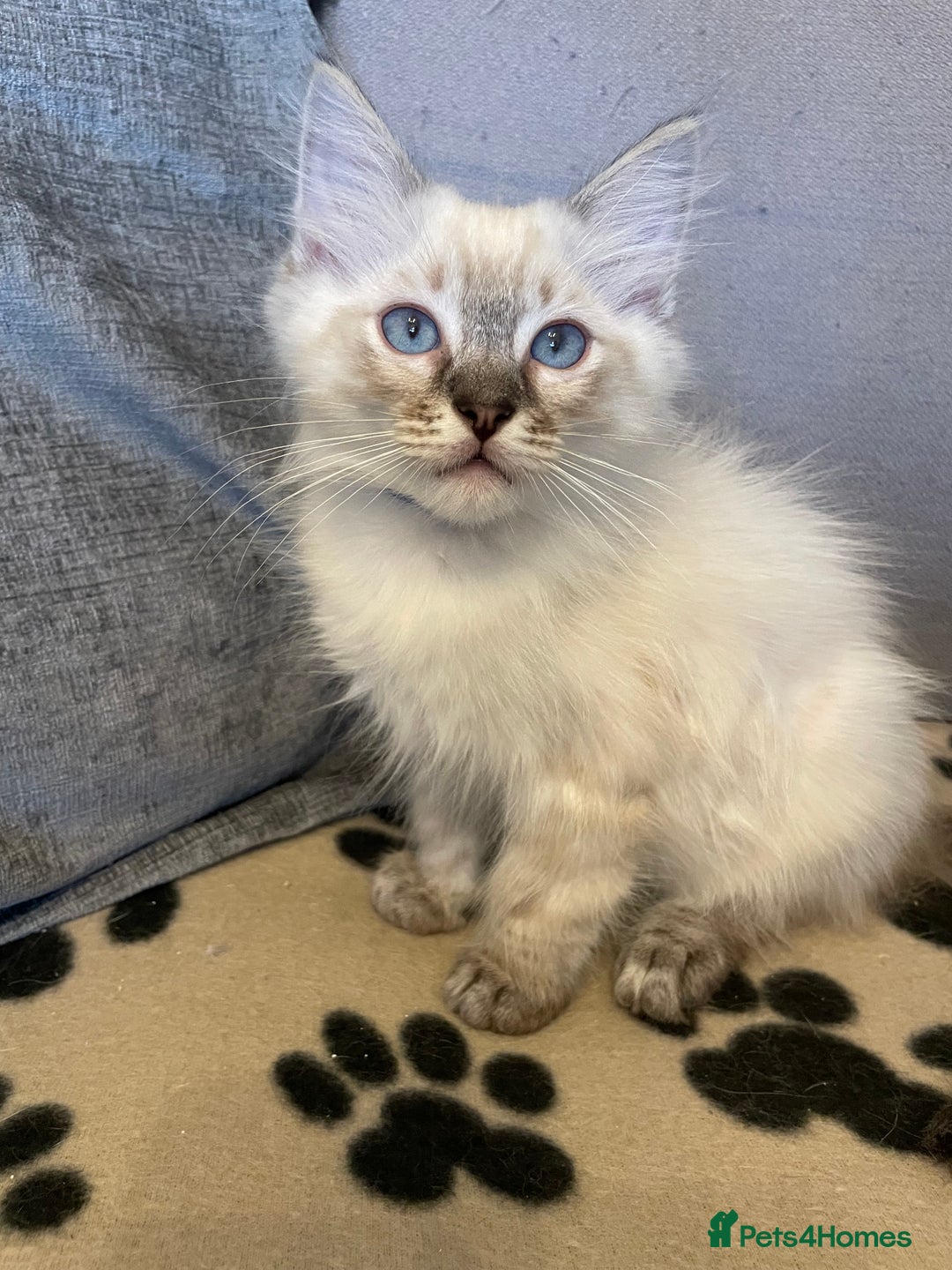 Ragdoll cats for sale: Ragdoll Kittens one girl one boy READY NOW  - Image 3