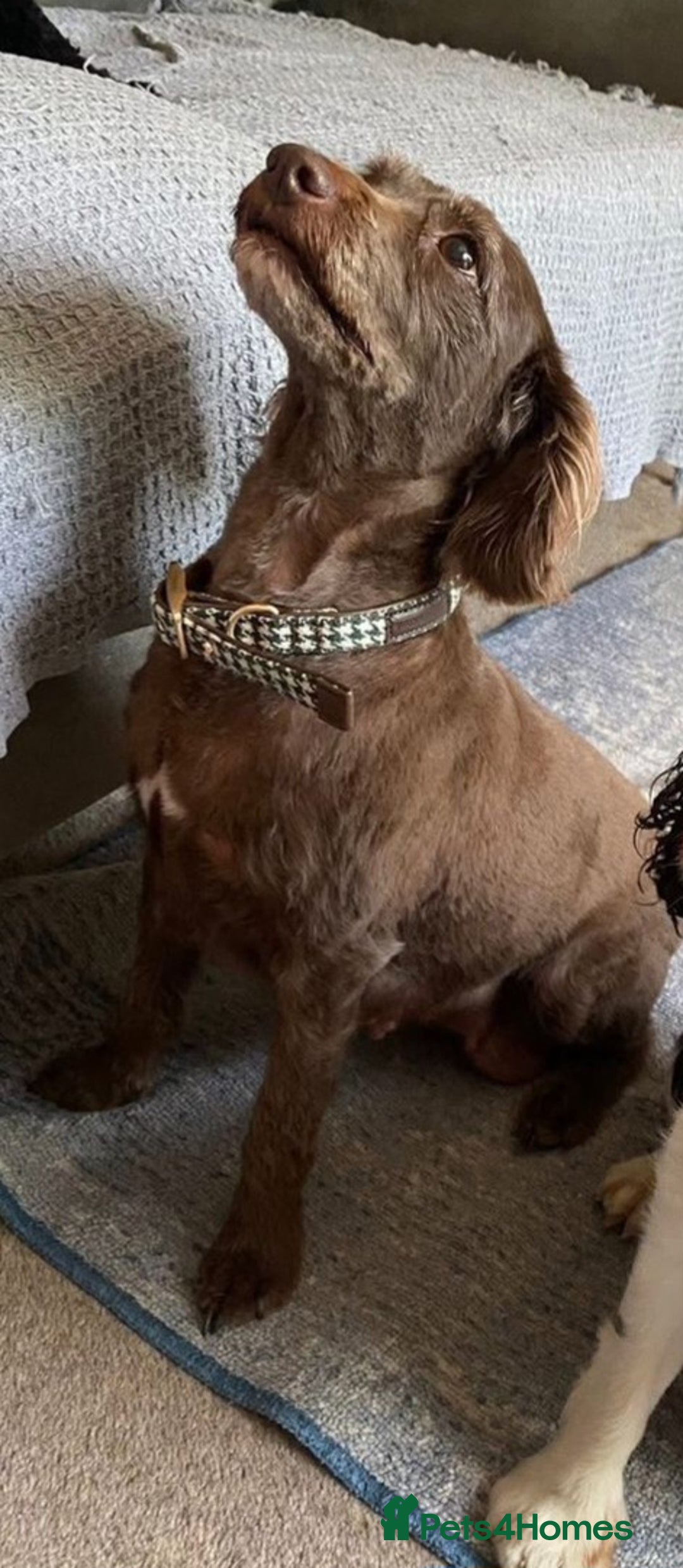 Cavapoo dogs for sale: Gorgeous 10 Week Old Cavapoo - Advert 2