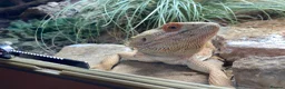 Bearded Dragon reptiles for sale: Bearded Dragon + 4ft Viv LumenIZE Setup - Advert 6
