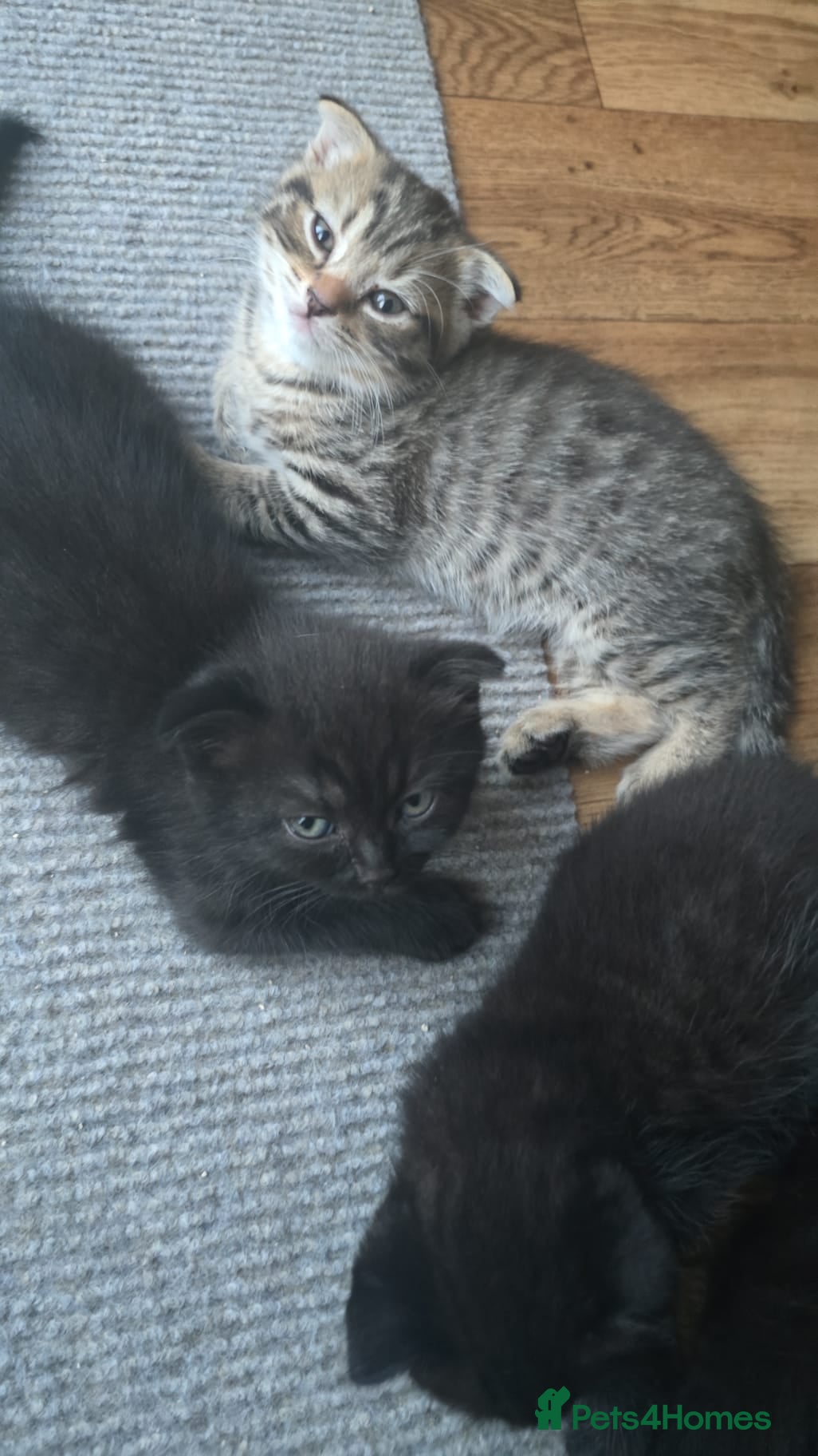 Scottish Fold cats Full pedigree Scottish fold kittens 8 wks old - Advert 1